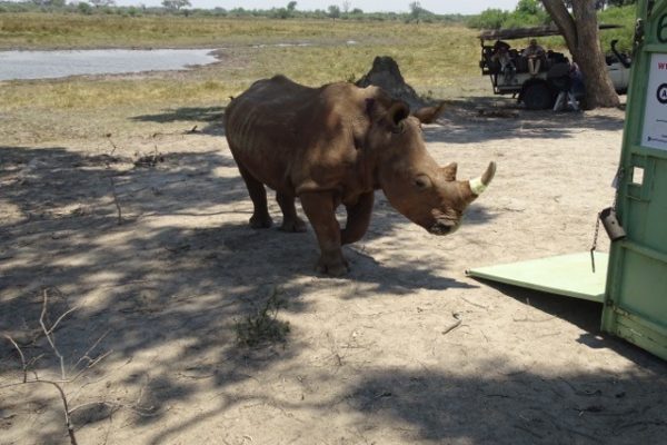 rhino released